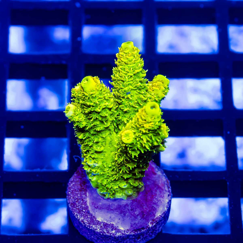 111 Acro Frag