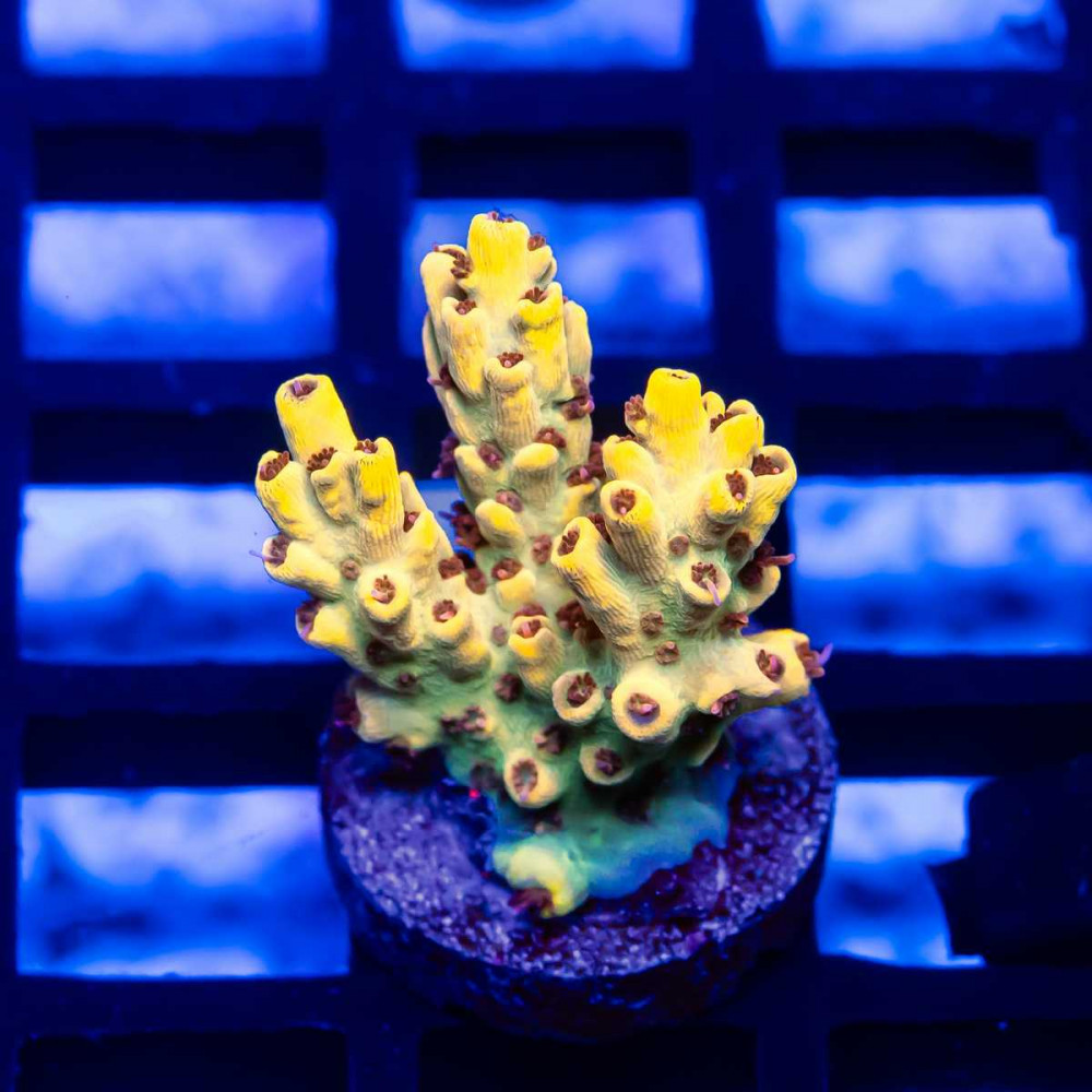 113 Acro Frag