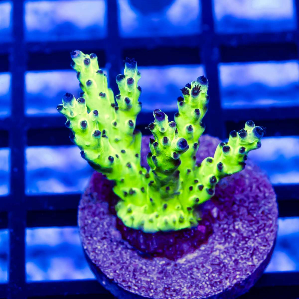 115 Acro Frag