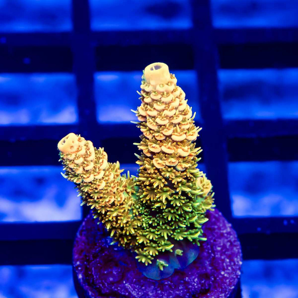 116 Acro Frag
