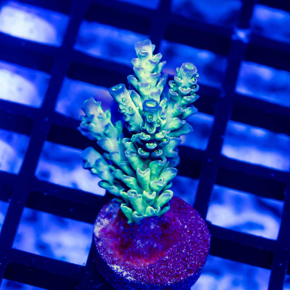 119 Acro Frag