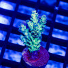 119 Acro Frag