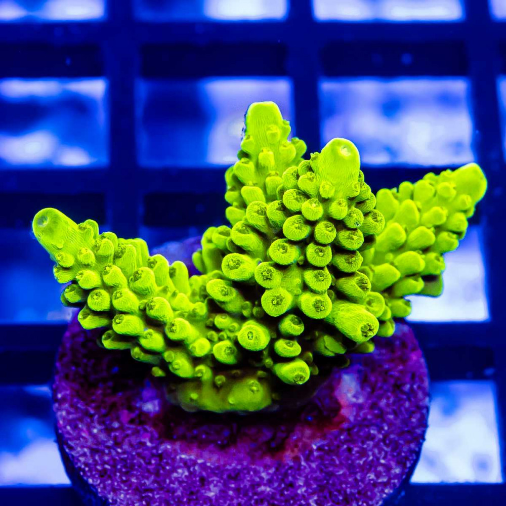 120 Acro Frag