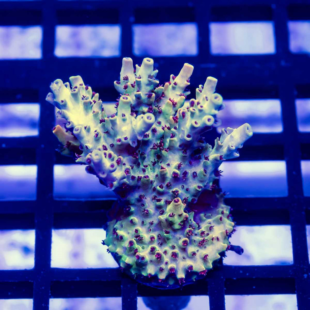127 Acro Frag