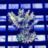 127 Acro Frag