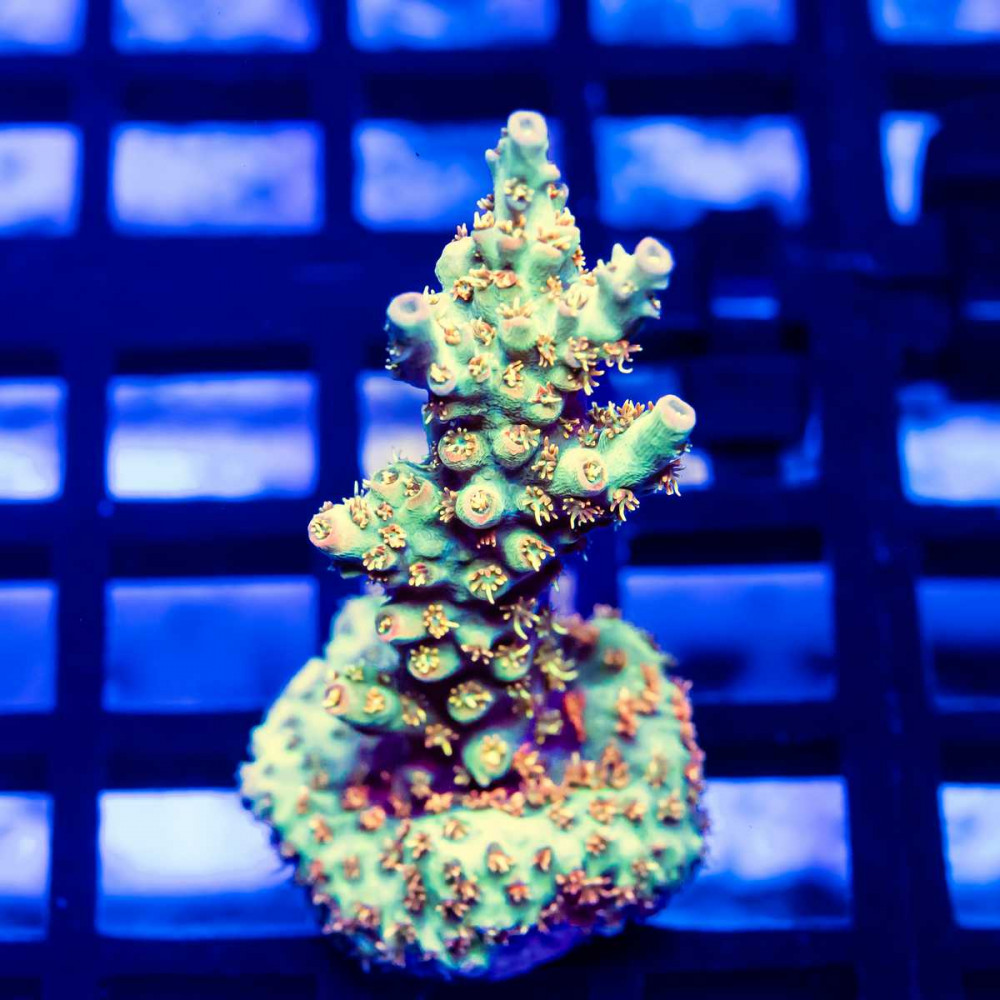 129 Acro Frag