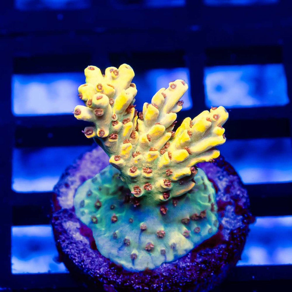 130 Acro Frag