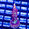 132 Acro Frag