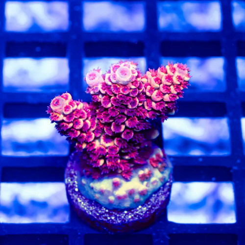 133 Acro Frag