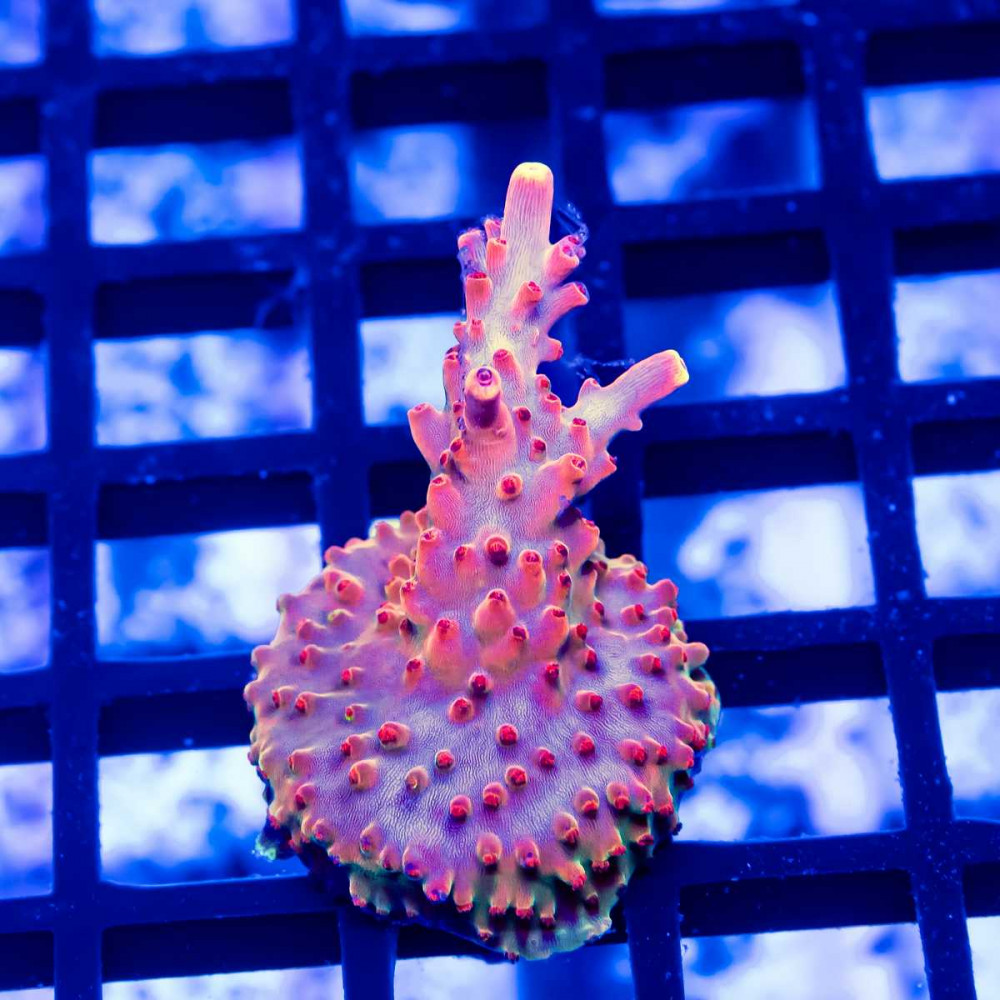 134 Acro Frag