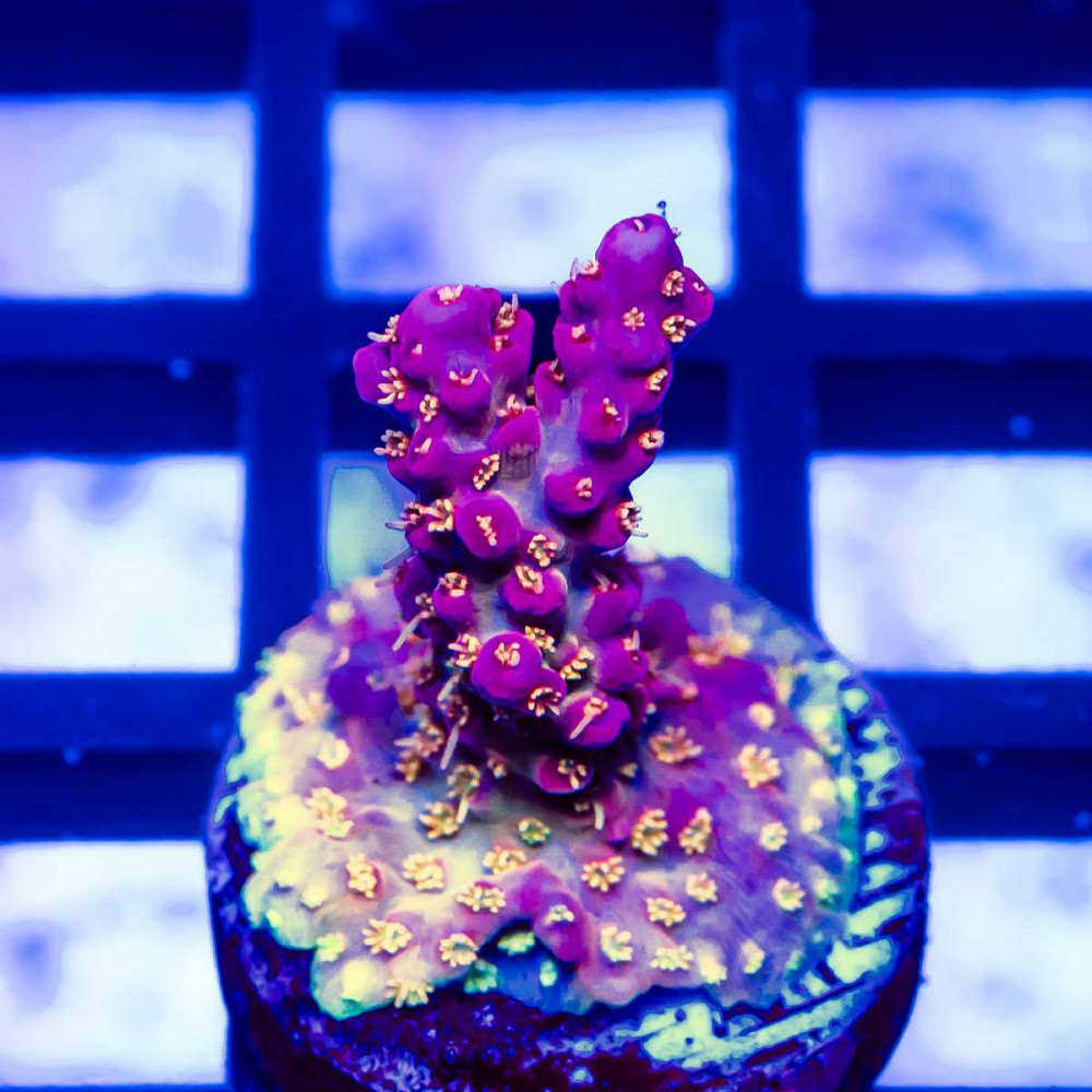 136 Acro Frag