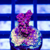 136 Acro Frag