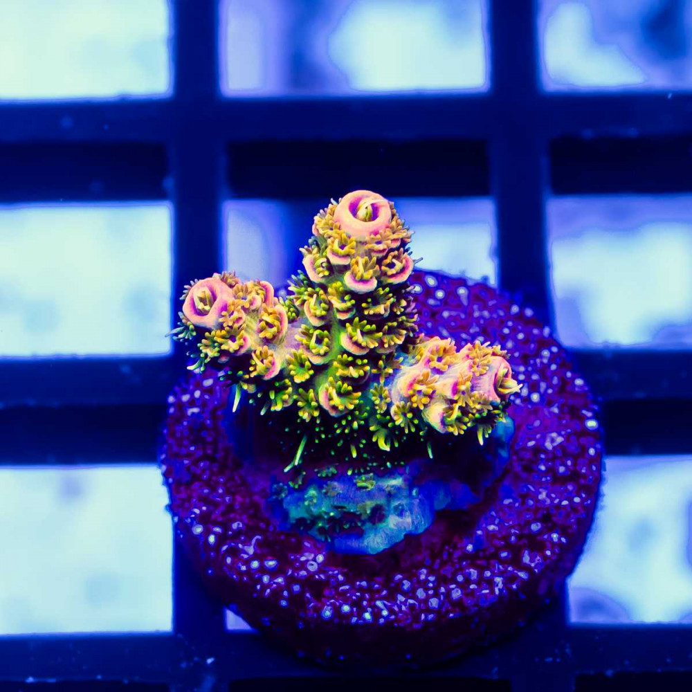 138 Acro Frag