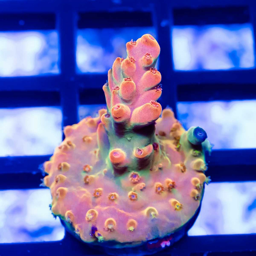 140 Acro Frag