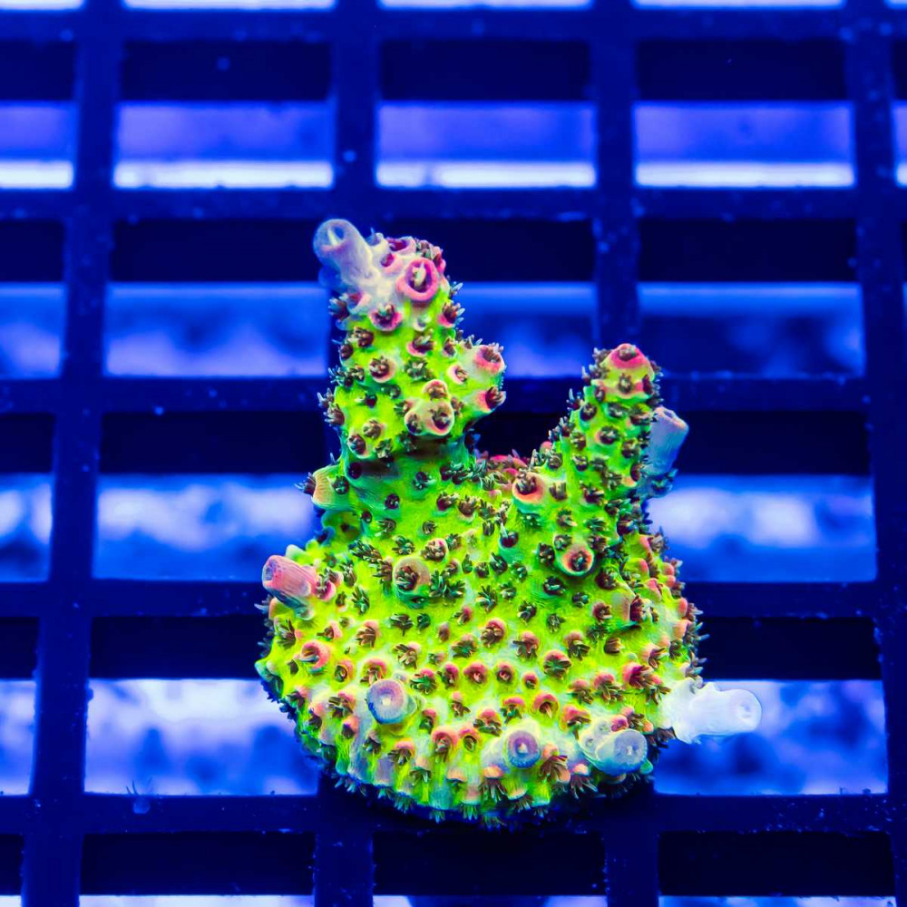 142 Acro Frag