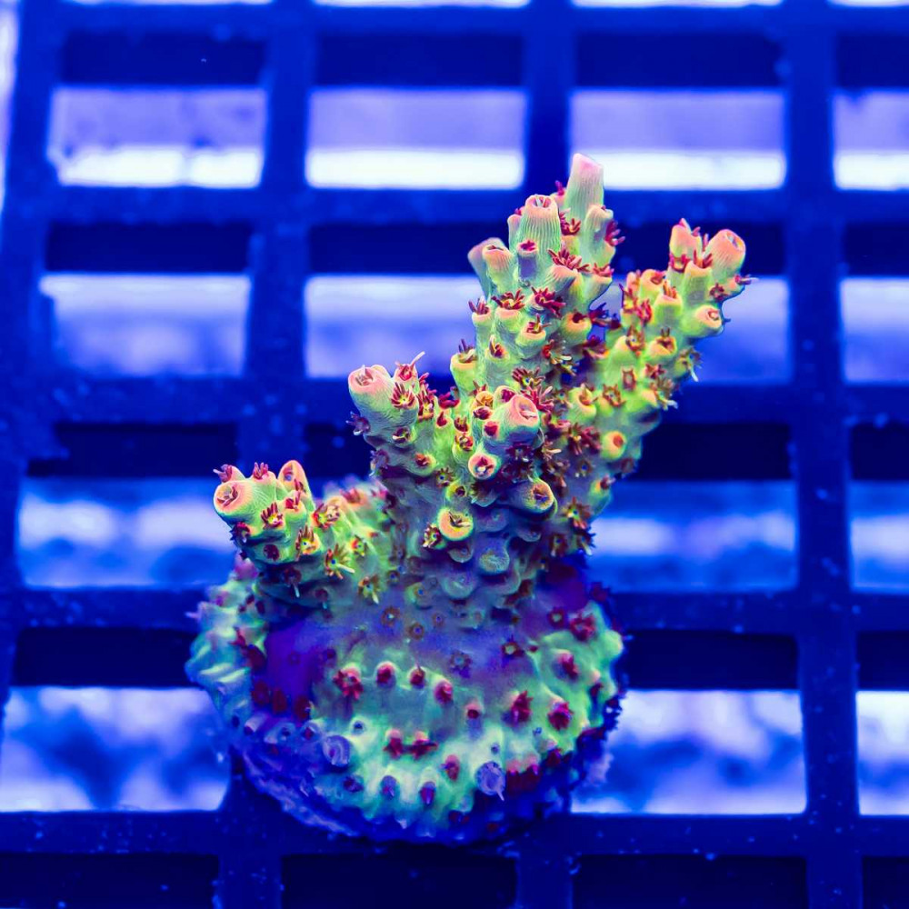 143 Acro Frag