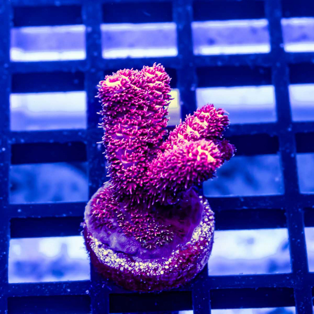 145 Acro Frag