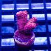 145 Acro Frag