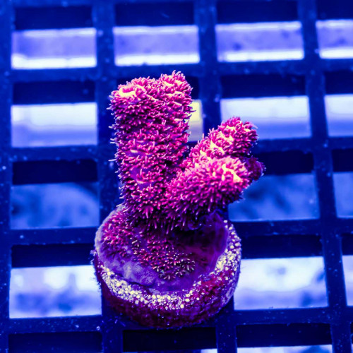 145 Acro Frag