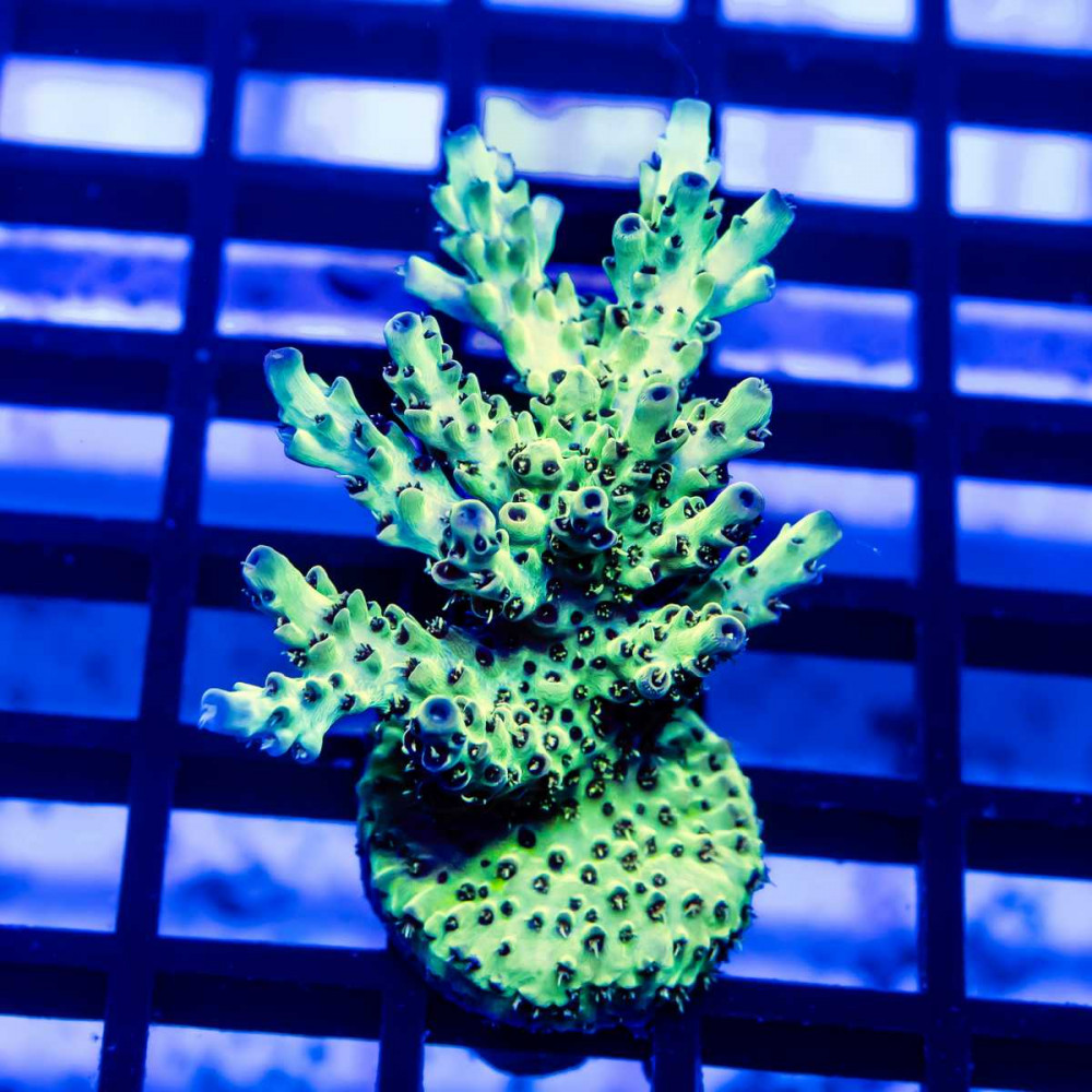 146 Acro Frag