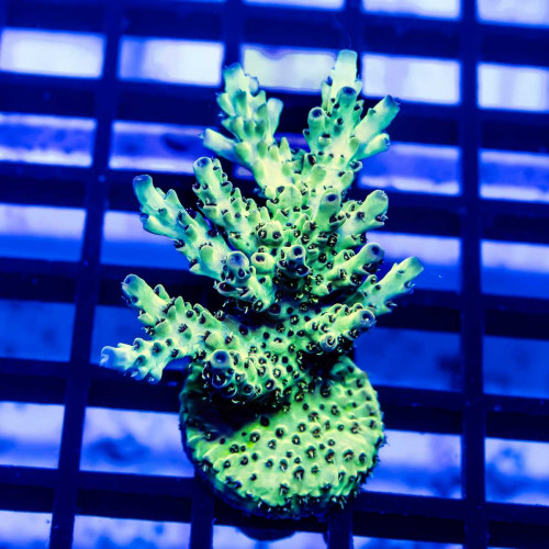 146 Acro Frag