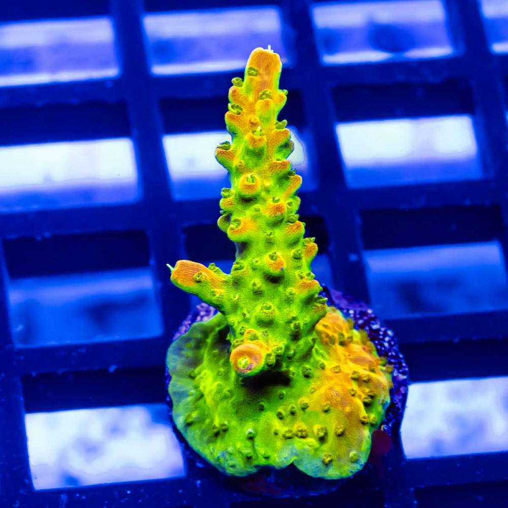 148 Acro Frag