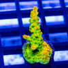 148 Acro Frag