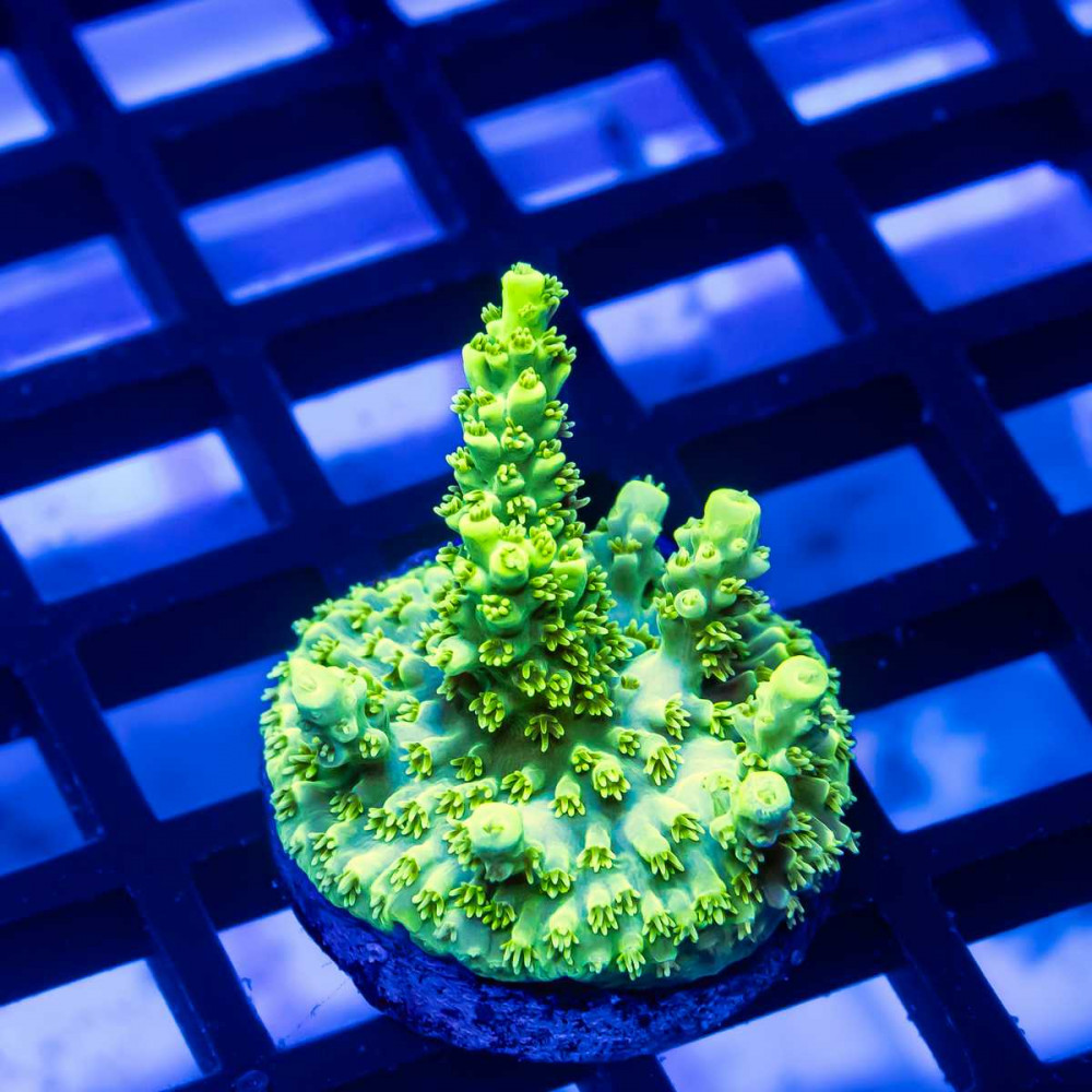 149 Acro Frag