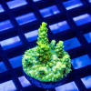 149 Acro Frag