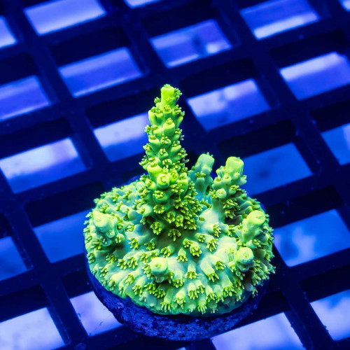 149 Acro Frag
