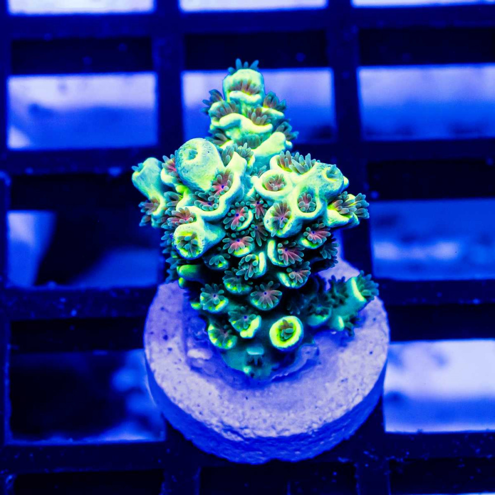 13 Acro Frag