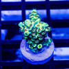 13 Acro Frag