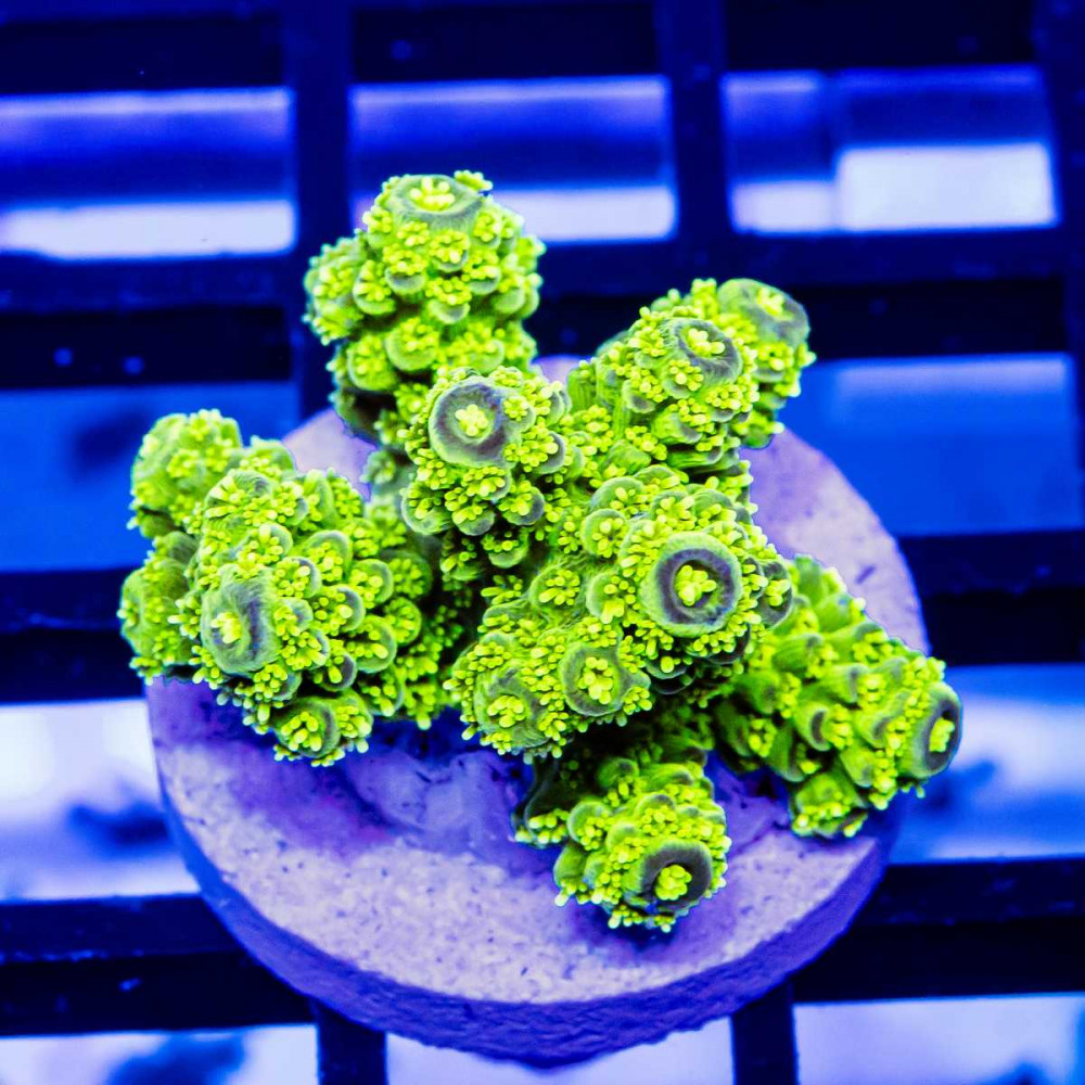 131 Acro Frag