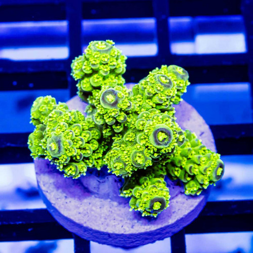 131 Acro Frag