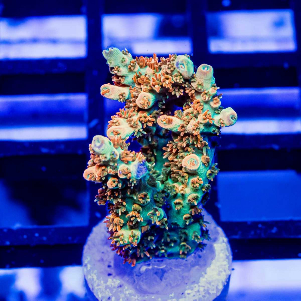 141 Acro Frag