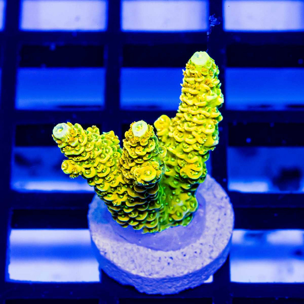 82 Acro Frag