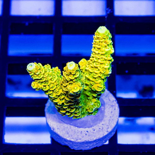 82 Acro Frag
