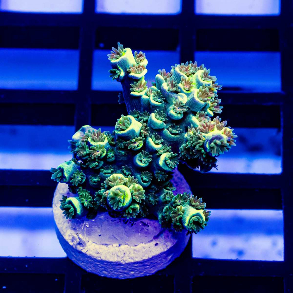 150 Acro Frag