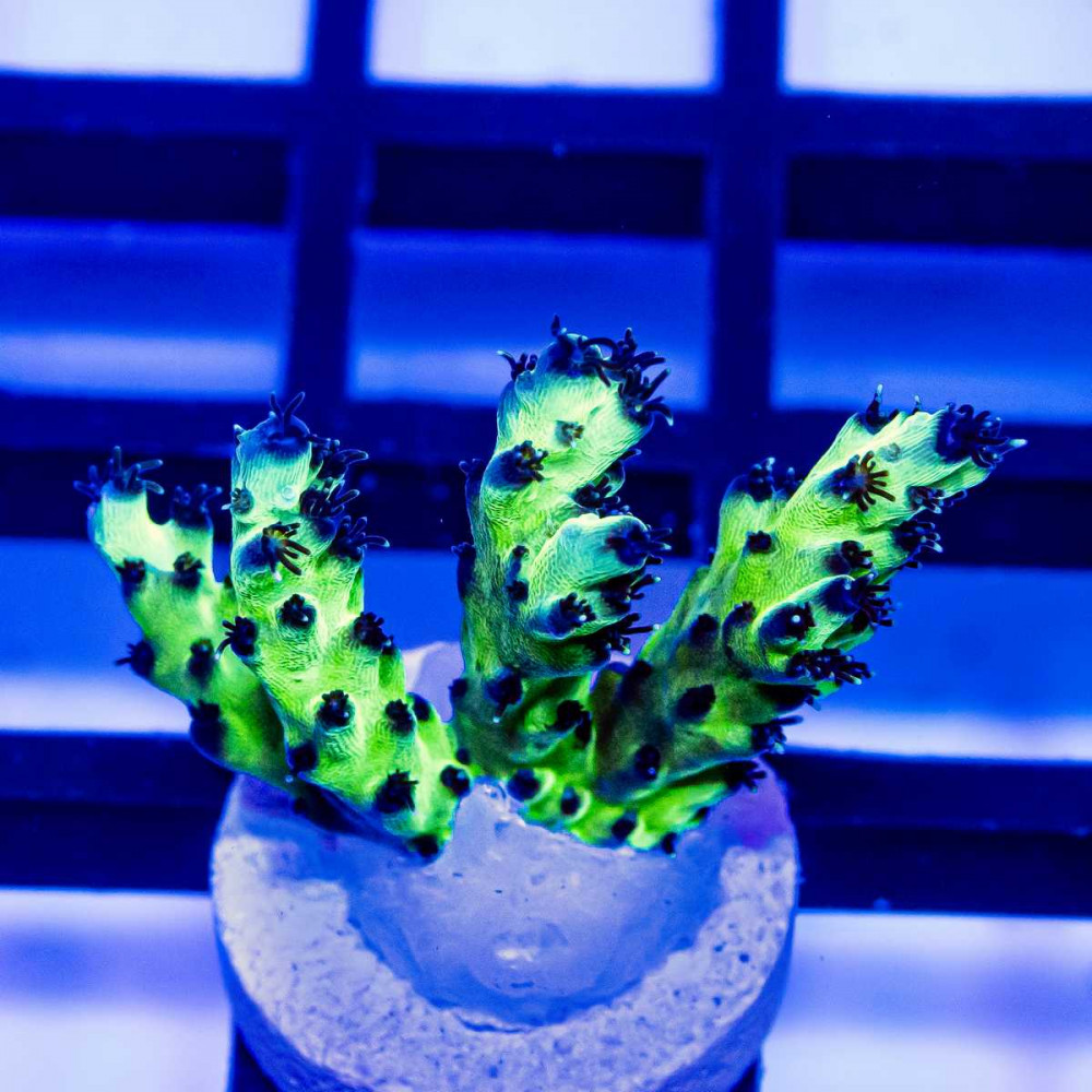 151 Acro Frag