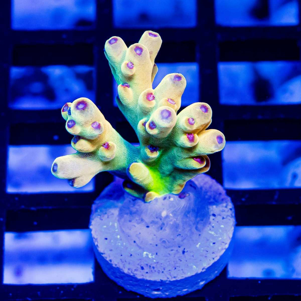 REx Speciosa Gold Rainbow Acro