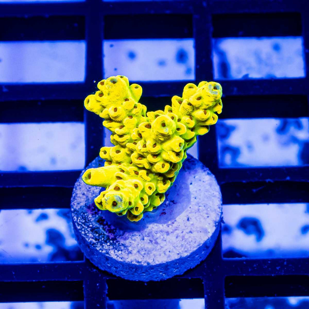 REx Super Yellow Pikachu Acro