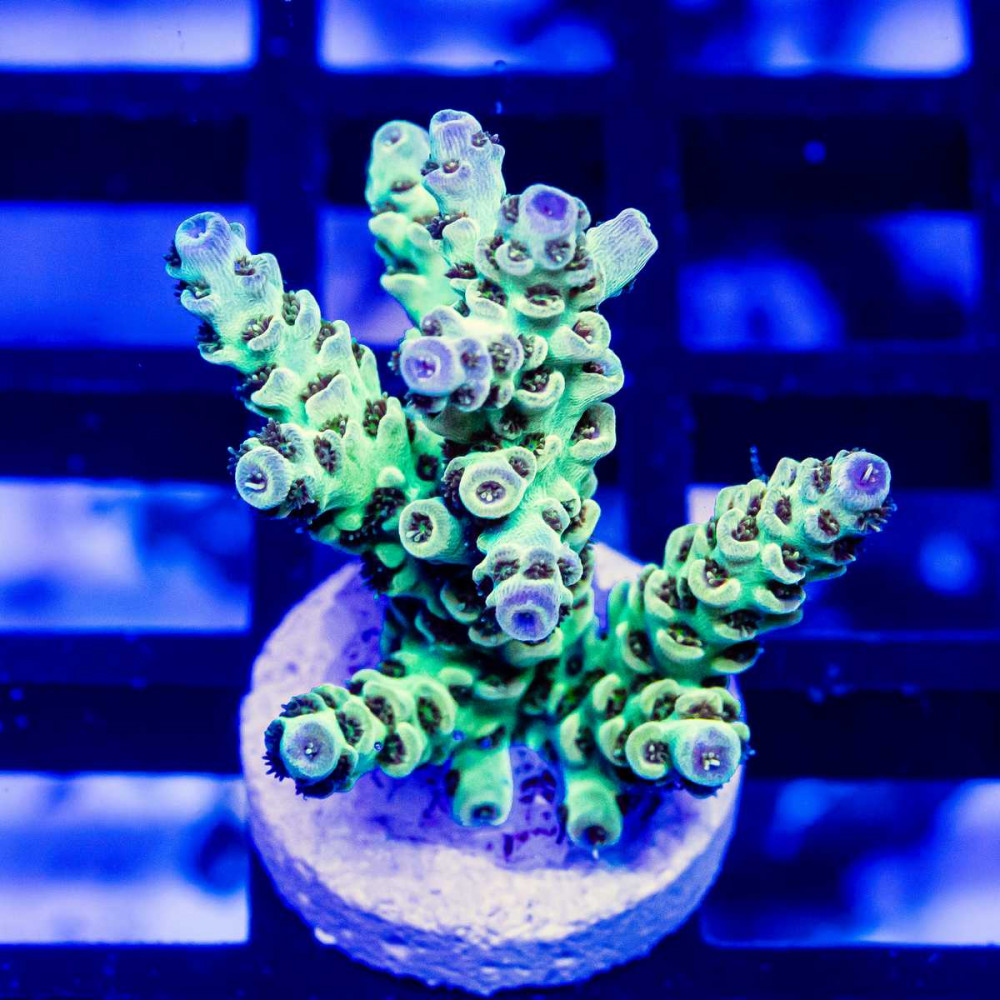 175 Acro Frag