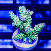 175 Acro Frag
