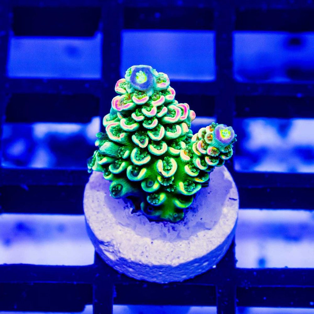 176 Acro Frag