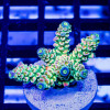 178 Acro Frag