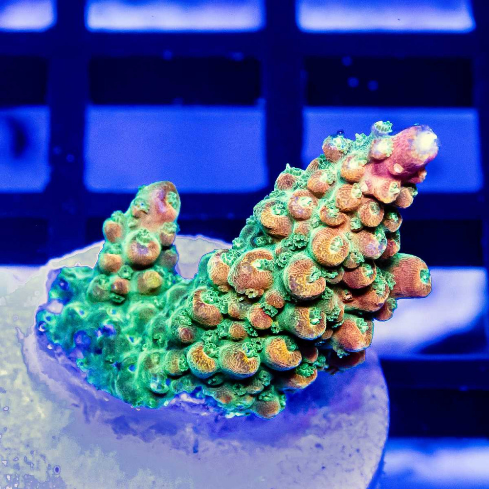  182 Acro Frag