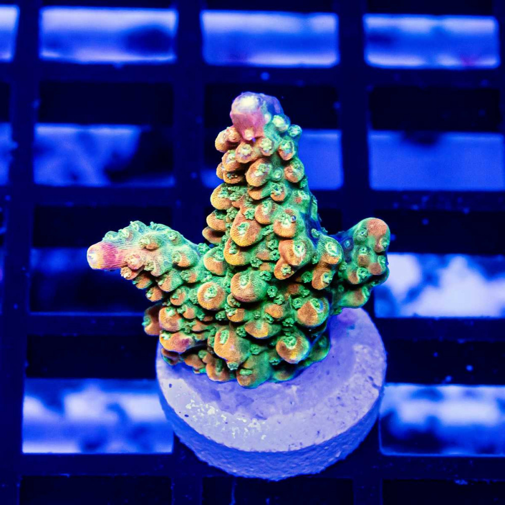 183 Acro Frag