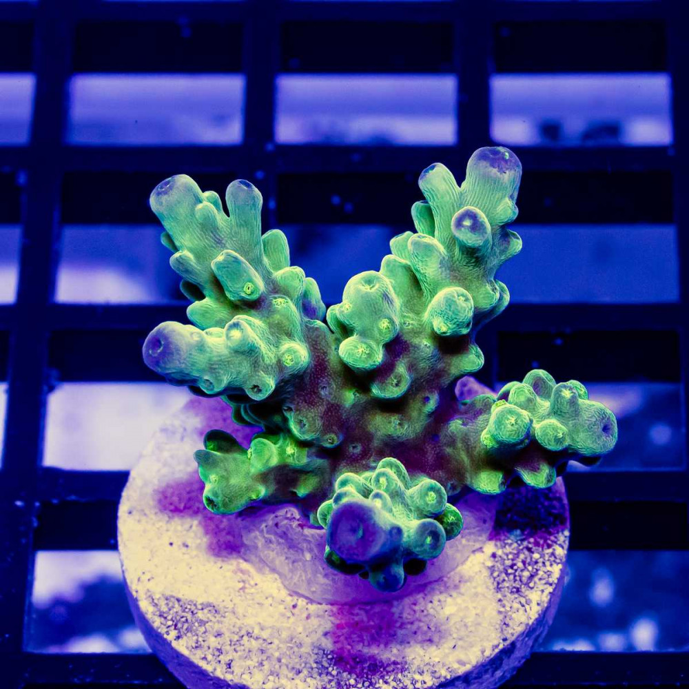 180 Acro Frag