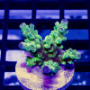 180 Acro Frag