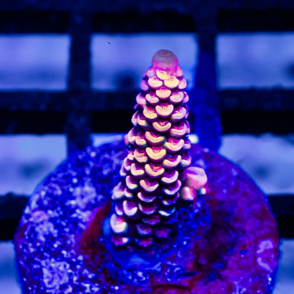 179 Acro Frag